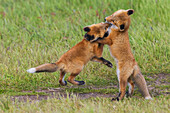 USA, Washington State. San Juan Islands, red fox kits playing