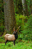 Roosevelt bull elk, Pacific Northwest rainforest