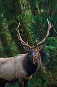 Roosevelt bull elk, Pacific Northwest rainforest