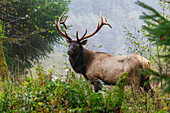 Roosevelt bull elk, Pacific Northwest rainforest