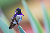 USA, Southern California, Poway, Costa's hummingbird, perched on a yucca