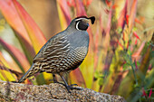 USA, Southern California, Poway, California quail