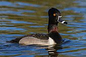 Ring-necked duck drake, Southern California wetland, USA