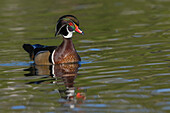 Wood duck drake calling, Southern California, USA