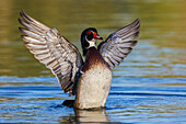 USA, Southern California, Poway, wood duck drake drying wings