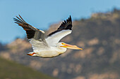 American white pelican flyby, Southern California, USA