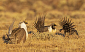 Greater sage grouse altercation