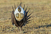 Greater sage grouse courtship display