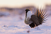 Moorschneehuhn, Dämmerungstanz