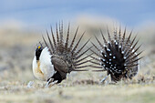 Moorschneehuhn, Frühjahrsbalz auf dem Lek, Colorado, USA