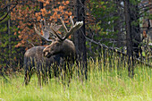 Bull moose, velvet antlers