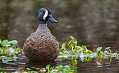 USA, South Texas. Aranas National Wildlife Refuge, blue-winged teal drake