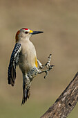 USA, South Texas. Laguna Seca Ranch, golden-fronted woodpecker alighting