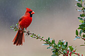 USA, South Texas. Northern cardinal getting a shower
