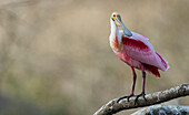 USA, South Texas. Roseate spoonbill