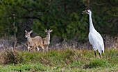 USA, Südtexas. Aranas National Wildlife Refuge, rufender Schreikranich und Weißwedelhirsch