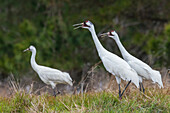 USA, South Texas. Aranas National Wildlife Refuge, whooping cranes calling