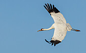 USA, South Texas. Aranas National Wildlife Refuge, whooping crane flying