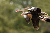 USA, South Texas. Aranas National Wildlife Refuge, black-bellied whistling ducks alighting