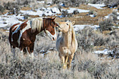 Wilde Mustangs, Pferdesprache, Sand Wash Basin, Colorado, USA