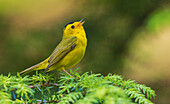 Wilson's warbler singing, USA, Washington State. Olympic Peninsula