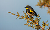 Yellow-rumped warbler