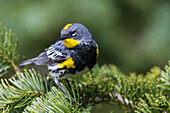 Gelbbürzel-Laubsänger, Audubon-Laubsänger, Washington State, Olympic Peninsula, USA