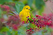 USA, Washington State. Skagit Valley, yellow warbler among wild Hawthorn berries
