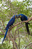 Zwei Hyazintharas, Anodorhynchus hyacinthinus, sitzen auf einem Zweig. Bundesstaat Mato Grosso Do Sul, Brasilien.