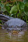 A Yacare caiman, Caiman Crocodylus yacare, on the surface of the Cuiaba River. Mato Grosso Do Sul State, Brazil.