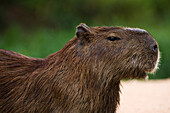 Portrait of a Capybara, Hydrochoerus Hydrochoerus. Mato Grosso Do Sul State, Brazil.