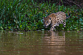 Ein Jaguar, Panthera onca, geht entlang des Cuiaba-Flusses. Bundesstaat Mato Grosso Do Sul, Brasilien.