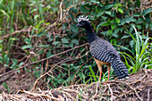 Nacktgesicht-Hokko, Crax fasciolata, sitzt auf einem Baumstamm. Bundesstaat Mato Grosso do Sul, Brasilien.