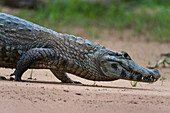 A Yacare caiman, Caiman Crocodylus yacare, walking along the Cuiaba River. Mato Grosso Do Sul State, Brazil.