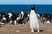 A rockhopper penguin, Eudyptes chrysocome, looking at the camera. Pebble Island, Falkland Islands