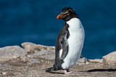 Porträt eines Felsenpinguins, Eudyptes chrysocome. Pebble Island, Falklandinseln