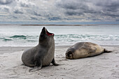 Young southern elephant seals, Mirounga leonina, resting on a beach. Sea Lion Island, Falkland Islands