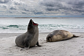 Junge Südliche Seeelefanten, Mirounga leonina, ruhen sich an einem Strand aus. Seelöweninsel, Falklandinseln