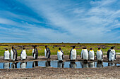 Königspinguine, Aptenodytes patagonicus, an einem Teich. Volunteer Point, Falklandinseln