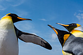 Königspinguine, Aptenodytes patagonicus, im Kampf. Volunteer Point, Falklandinseln