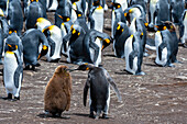 Königspinguine, Aptenodytes patagonicus, Mutter und Küken, in einer Kolonie. Volunteer Point, Falklandinseln