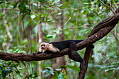 Portrait of a white-faced capuchin monkey, Cebus capucinus, lying on a vine. Curu Wildlife Reserve, Costa Rica.