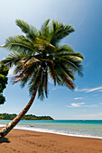 A palm tree on a pristine tropical beach. Drake Bay, Osa Peninsula, Costa Rica.