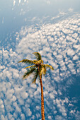 Eine Palme mit einem Himmel voller bauschiger Wölkchen über dem Kopf. Drake Bay, Osa-Halbinsel, Costa Rica.