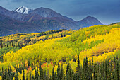 USA, Alaska, Chugach National Forest. Berge und Espen im Herbst.