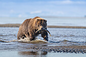 USA, Alaska, Lake Clark National Park. Grizzly bear with salmon prey in creek.