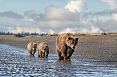 USA, Alaska, Lake Clark National Park. Grizzly bear sow with two cubs walk on beach.