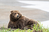 USA, Alaska, Lake Clark National Park. Grizzly bear resting on Cook Inlet beach.