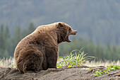 USA, Alaska, Lake Clark National Park. Yawning grizzly bear on Cook Inlet beach.