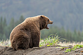 USA, Alaska, Clarksee-Nationalpark. Gähnender Grizzlybär am Strand des Cook Inlet.